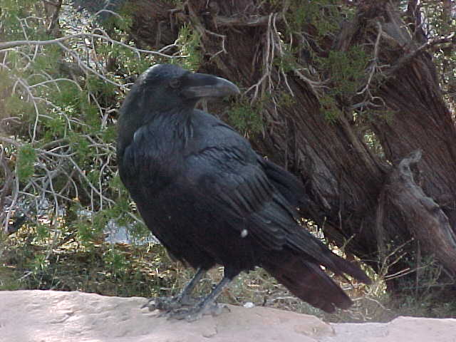 American Raven