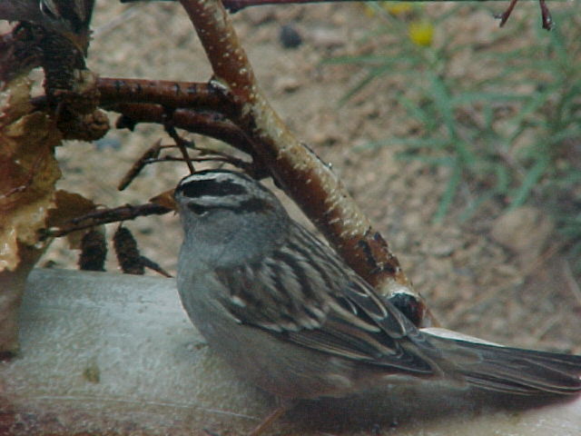 Adult WHITE CROWNED SPARROW