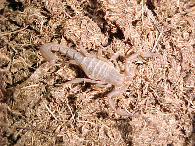 Mount Elden Scorpion
