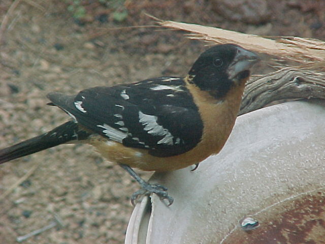 Male Black Headed Grosbeak
