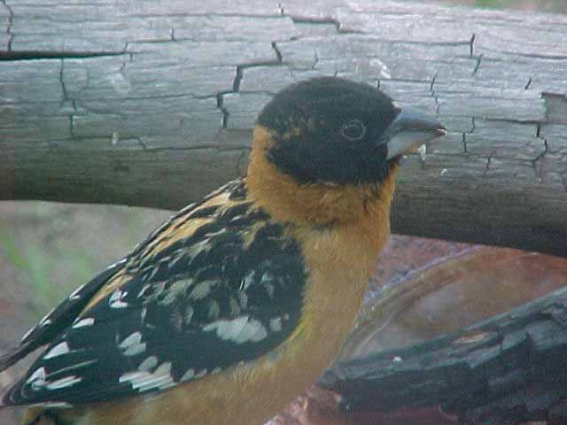 male black headed grosbeak